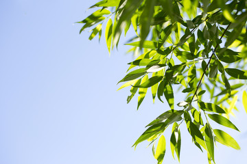 Young green leaves in summer morning