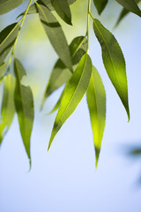 Obraz premium Young green leaves in summer morning