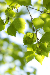 Fototapeta premium Young green leaves in summer morning