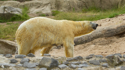 Close-up of a polarbear in capticity