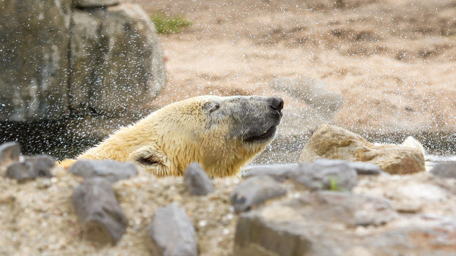Close-up of a polarbear in capticity