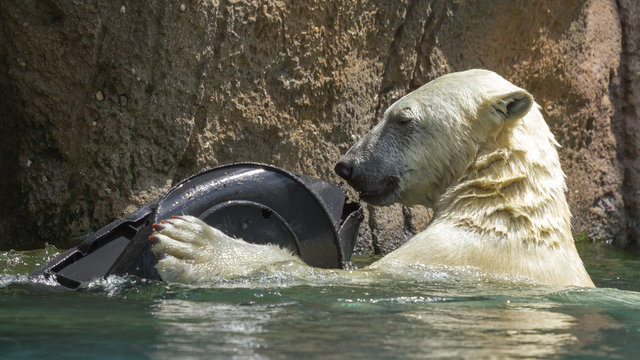 Close-up of a polarbear in capticity