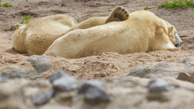 Close-up of a polarbear in capticity