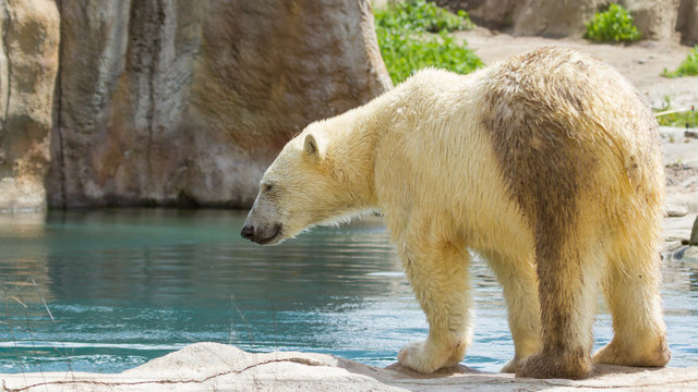 Close-up of a polarbear in capticity