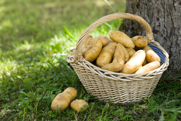 Erntezeit, Kartoffeln