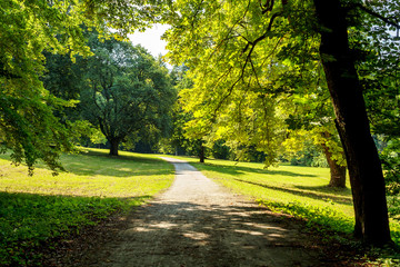 Sunny road to park in the summer