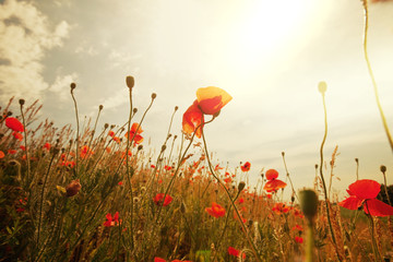 Poppy