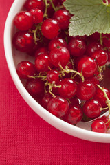 Red currant