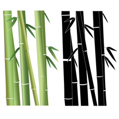Fototapeta na wymiar Bamboo have grown plant vector