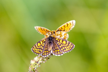 Two orange, yellow and brown butterfly on green plant