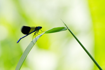 Dark blue dragon fly on a green leaf