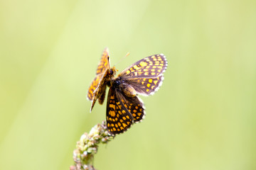 Two orange, yellow and brown butterfly on green plant