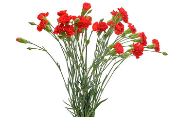 Bouquet of red carnations