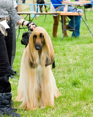 Afghan hound standing  proud  at dog show ground.