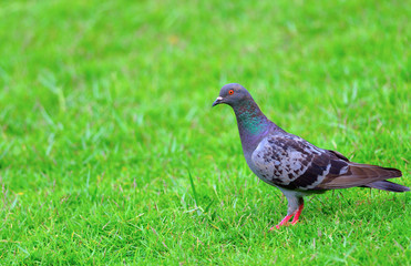 Wild Thailand beautiful pigeon stand alone on greensward