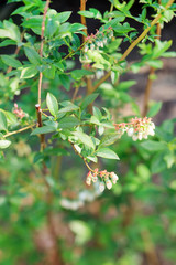 Blueberry flowers