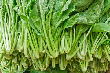 Chinese Cabbage-PAI TSAI or   Brassica chinensis Jusl var