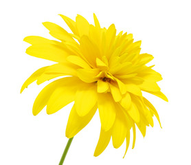 Fototapeta premium yellow flower