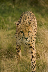 Cheetah (Acinonyx jubatus)