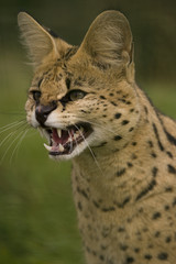 Serval ( Leptailurus serval )