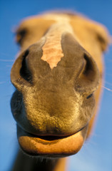 Fototapeta premium Haflinger-Maul/ Pferde-Nase von unten vor blauem Himmel, Nüstern, Niedersachsen, Deutschland, Europa