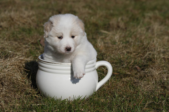 Border Collie Welpe im Nachttopf