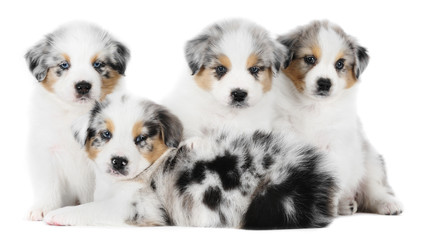 A group of four australian shepherd puppies - 42756238