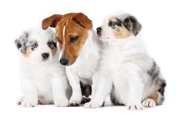 Australian Shepherd dogs, and a Jack Russell Terrier