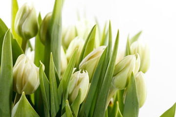 green tulips