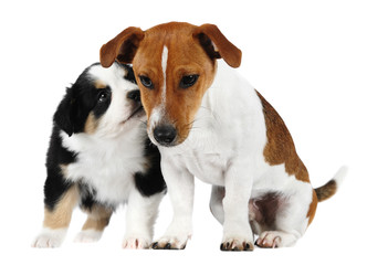 Australian Shepherd dog, and a Jack Russell Terrier