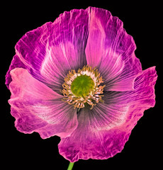 Naklejka premium poppy on black background