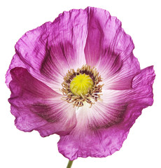 Naklejka premium pink poppy isolated on white background