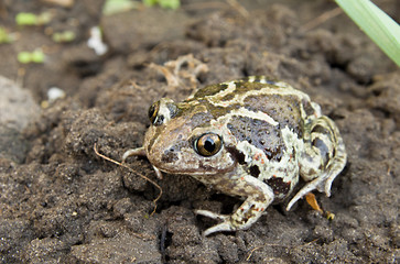 Toad on soil