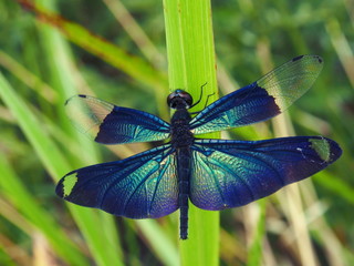 チョウトンボ © sigmiya