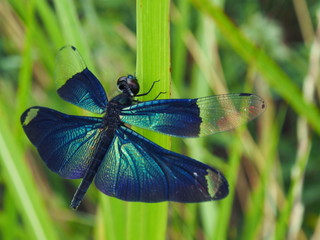 チョウトンボ © sigmiya