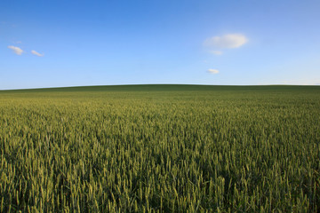 Rolling green wheat field with clear blue sky