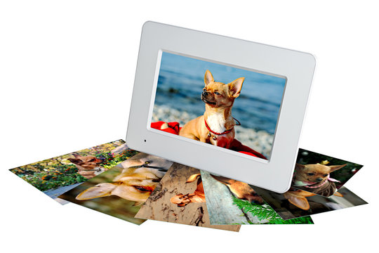 white digital photo frame with photos of a chihuahua isolated