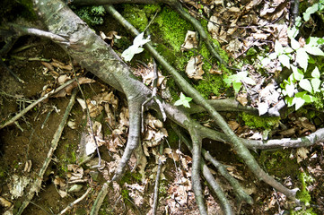 Roots