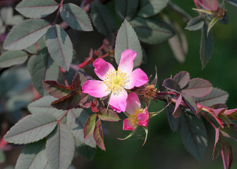 Цветок Розы сизой - Rosa glauca