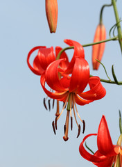 Лилия карликовая - Lilium pumilum