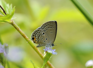 butterfly in natural habitat