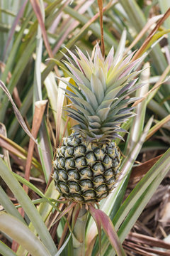 immature pineapple