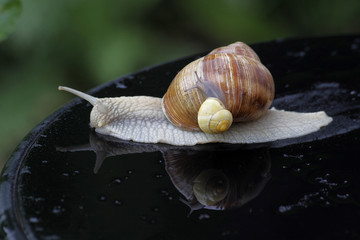 Weinbergschnecke mit Schnirkelschnecke