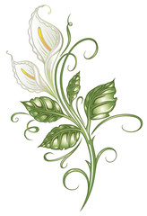 Calla, Lilie, lilly,  Ranke, flora, Blume, Blüte © christine krahl