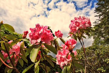 Pink rhododendron flowers close up