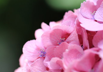 Naklejka premium ピンクの紫陽花Hydrangea