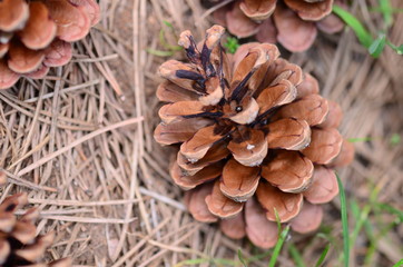 dried pine cones