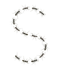 alphabet letters spelled by ant in line