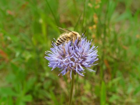 Rauf&uuml;&szlig;ige oder Braunbr&uuml;stige oder Dunkelfransige Hosenbiene/ Rauhf&uuml;&szlig;ige B&uuml;rstenbiene (Dasypoda hirtipes), M&auml;nnchen, auf Berg-Sandgl&ouml;ckchen (Jasione montana), Niedersachsen, Deutschland, Europa