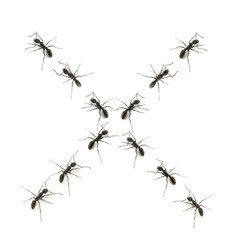 alphabet letters spelled by ant in line